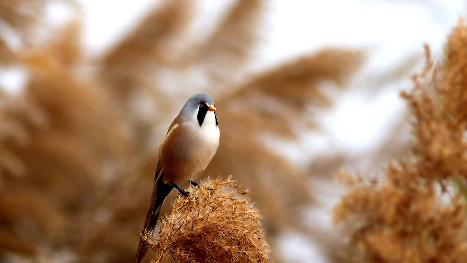 Bearded Reedling